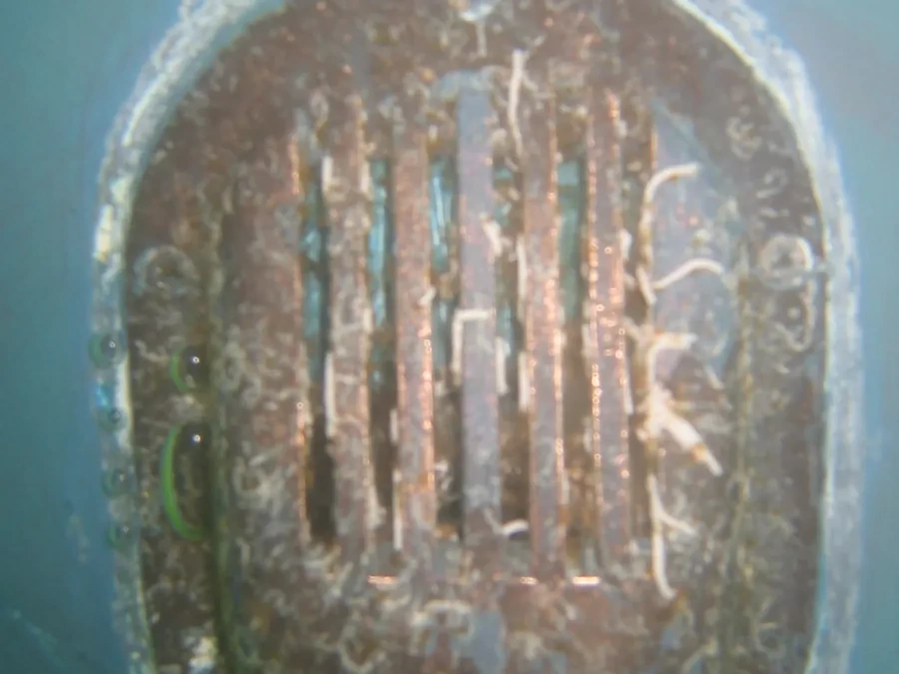 Hull Surface showing marine growth at 1 Week in Southern California waters